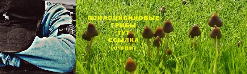 Галлюциногенные грибы MAGIC MUSHROOMS  shop наркотические препараты  Тотьма 